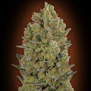 Female Collection #3 Feminised Seeds - 6
