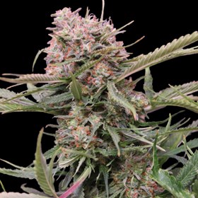 Gigabud Auto Feminised Seeds - 5