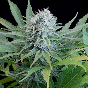 Peach Puree CBD Feminised Seeds - 5