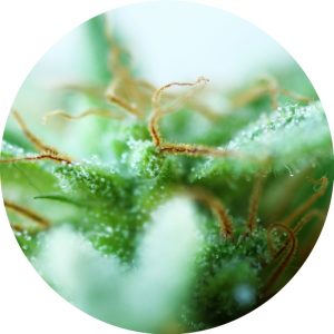 Dr. Tao Sativa Regular Seeds - 5