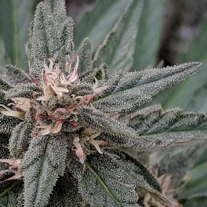 Early Sativa Regular Seeds - 10