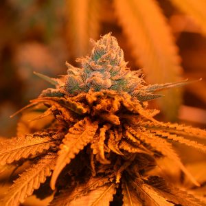 Candyland Feminised Seeds - 5