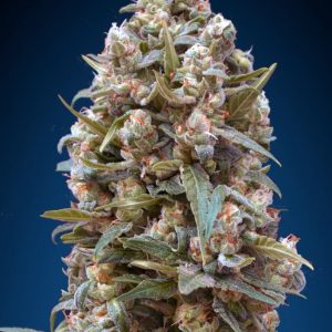 Female Collection #4 Feminised Seeds - 6