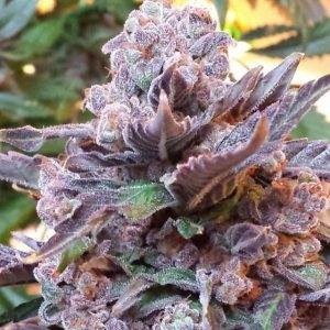 Purple Strawberry Bliss Feminised Seeds - 5