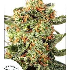 Orange Hill Special Regular Seeds - 10