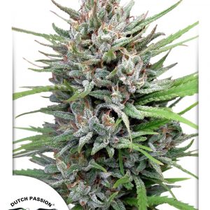 Passion #1 Regular Seeds - 10