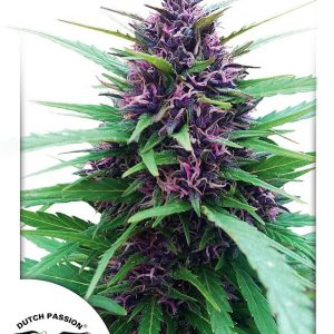 Shaman Regular Seeds - 10