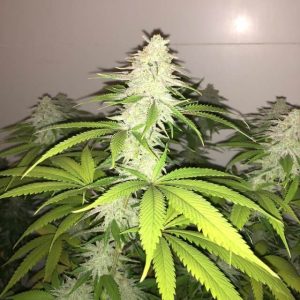 Wedding Cake S1 Feminised Seeds