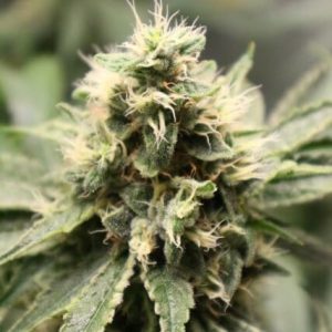 Chemhead OG Feminised Seeds - 5