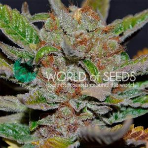 Bubba Haze Regular Seeds - 10
