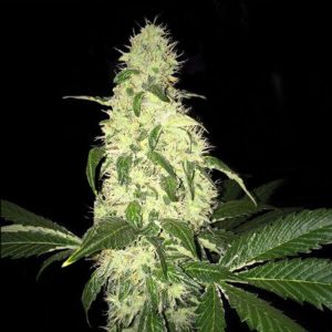 Afghaniberry Regular Seeds (Limited Edition) - 5+1
