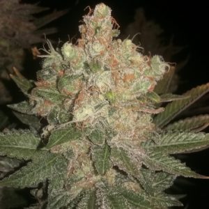 Black Domina Feminised Seeds - BULK x 100