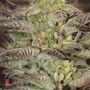 Accord Feminised Seeds - 6