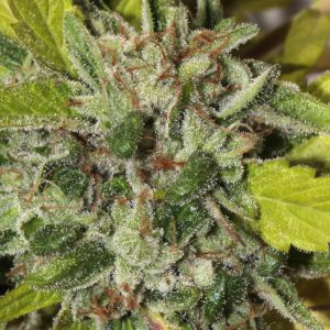 Matriarch OG Regular Seeds - 10