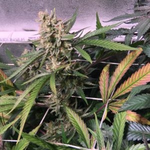 Roswell Regular Seeds - 5