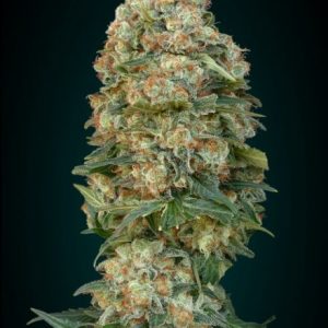 Female Mix Feminised Seeds - 10