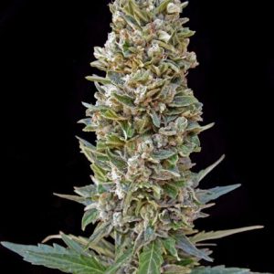 Automatik Mix Auto Feminised Seeds - 10