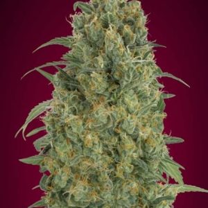 Collection #5 Auto Feminised Seeds - 6