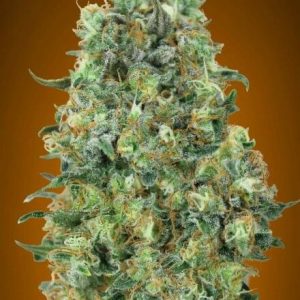 Collection #6 Feminised Seeds - 6