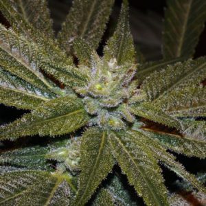 Elixir CBD Regular Seeds - 12