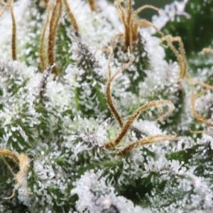 Bubba God Regular Seeds - 12