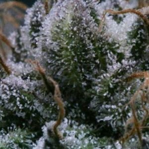 Tuna God Regular Seeds - 12