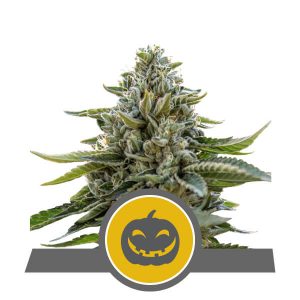 Pumpkin Kush Regular Seeds - 10