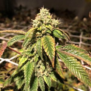 Blue Sherbalato Feminised Seeds - 5