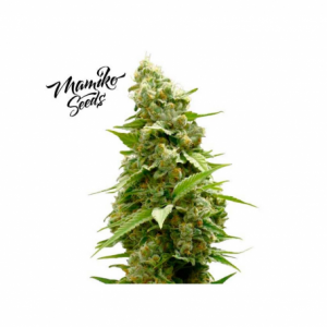 Master Cookies Feminised Seeds - 6