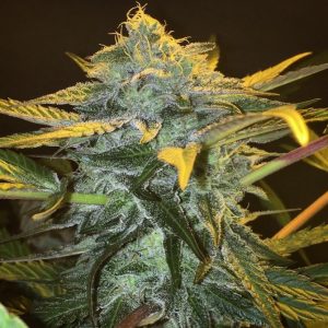 Punch & Cookies Feminised Seeds - 6