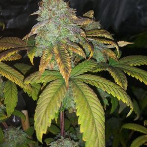 Soul Food Regular Seeds - 11