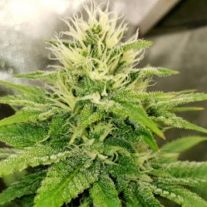 Sundance Regular Seeds - 11