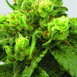 Big Bud Regular Seeds - 10