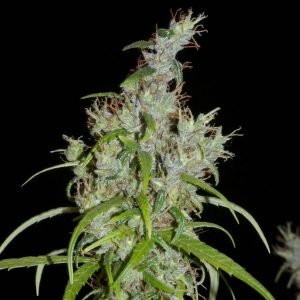 Kullu Valley Regular Seeds - 12