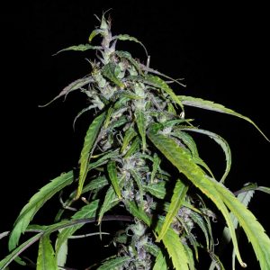 Muang Sing Lao Highland Tribe Regular Seeds - 12