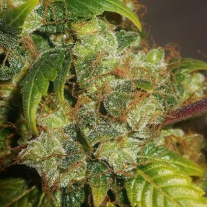 Cookies Sherbet Feminised Seeds - BULK x 100
