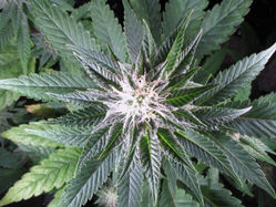 Candy Kush Feminised Seeds - BULK x 100