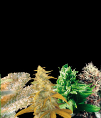 Indica Collection Feminised Seeds