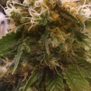 Honey OG Feminised Seeds - 6