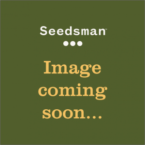Sativa Dream (LOL) Feminised Seeds - 25