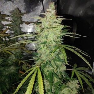 Biscotti Auto Feminised Seeds - BULK x 100
