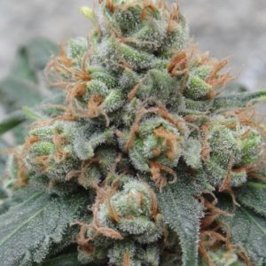 HashTonic Regular Seeds - 10