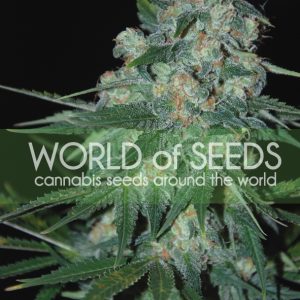 Ketama Feminised Seeds