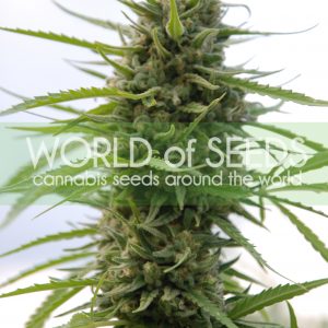 Kilimanjaro Feminised Seeds