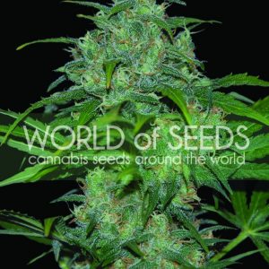 Wild Thailand Feminised Seeds