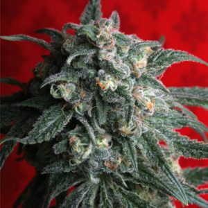 A-Train Feminised Seeds