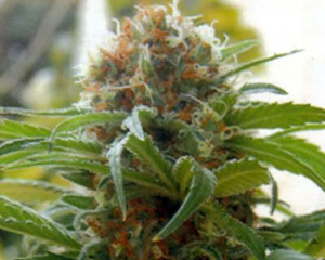 Big Bull (Kannabia Special) Feminised Seeds