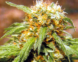 Thai Fantasy Feminised Seeds