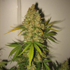 Skunk Special Feminised Seeds