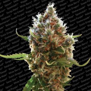 Lucid Bolt Feminised Seeds
